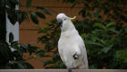 Cockatoo in Bundeena