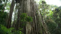 Curtain Fig Tree