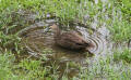 Duck in Rain Pool