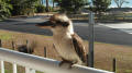 Kookaburra at Wongaling Beach