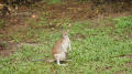 Wallaby and Baby Joey