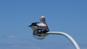 Pelican on a Light Pole