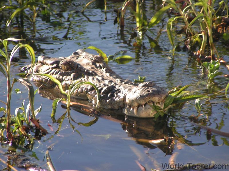Crocodile