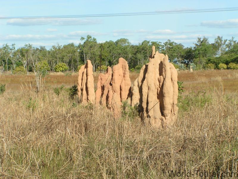 Termite Mounds