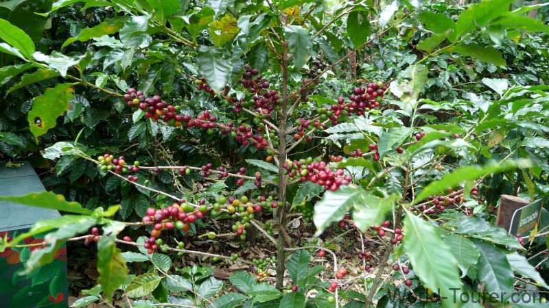 Coffee Bush