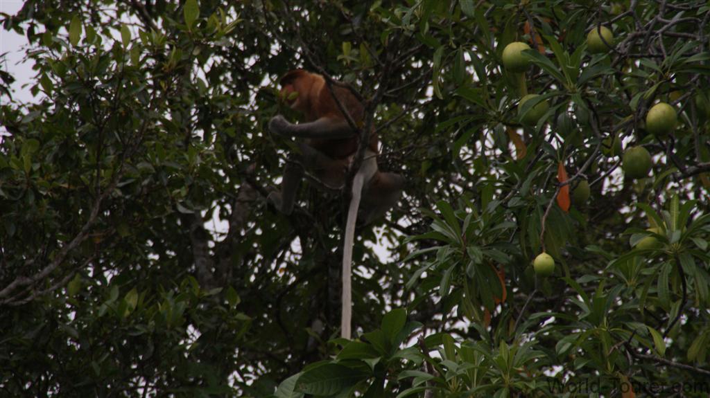Proboscis Monkey