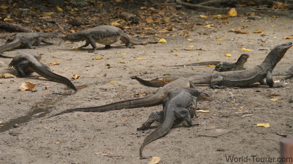 Monitor Lizards