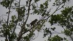 Macaque Monkey