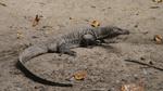 Monitor Lizard