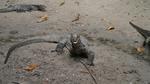 Monitor Lizard