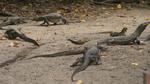 Monitor Lizards