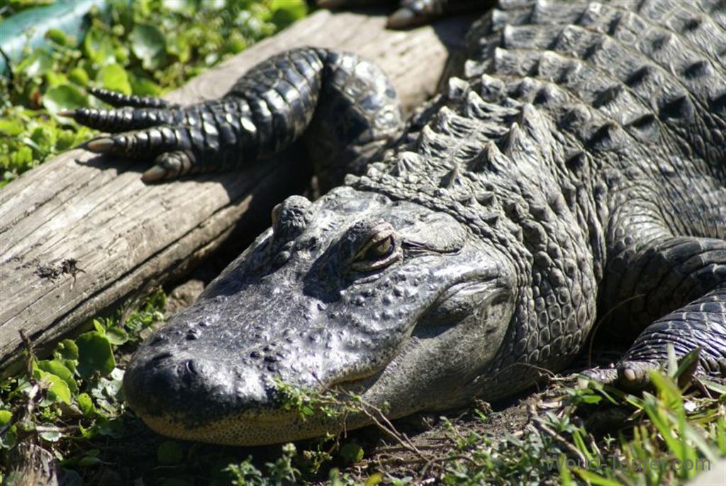 Florida Alligator