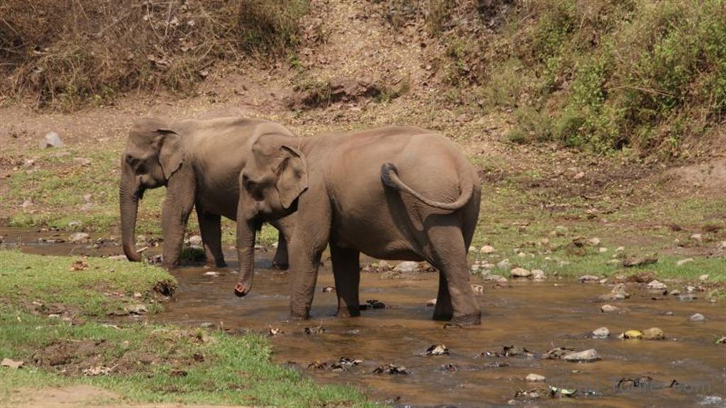 Two Elephants in Thailand