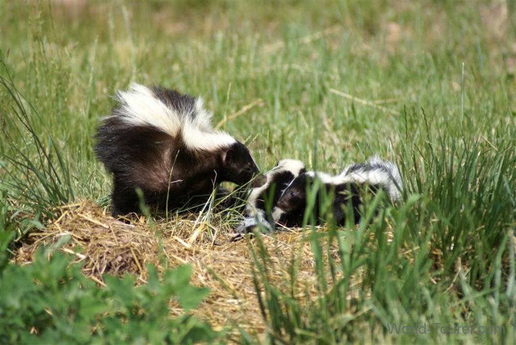 Skunks