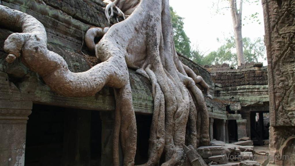 Ta Prohm Tree Roots