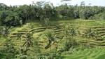 Rice Terraces