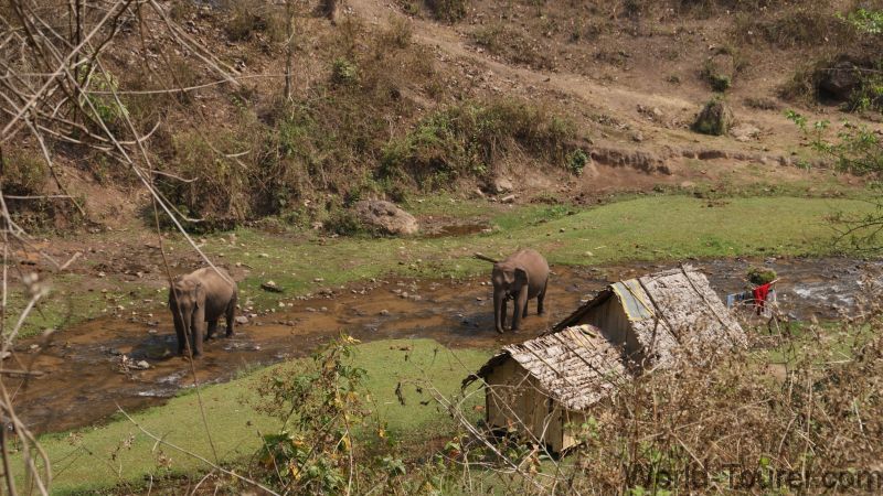 Elephant Village