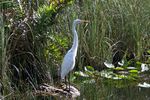 Egret
