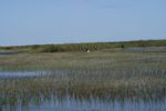 Everglades