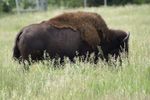 Grazing Buffalo