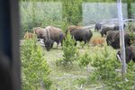 Grazing Buffalo