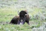 Resting Buffalo