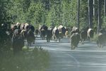 Buffalo Road Block