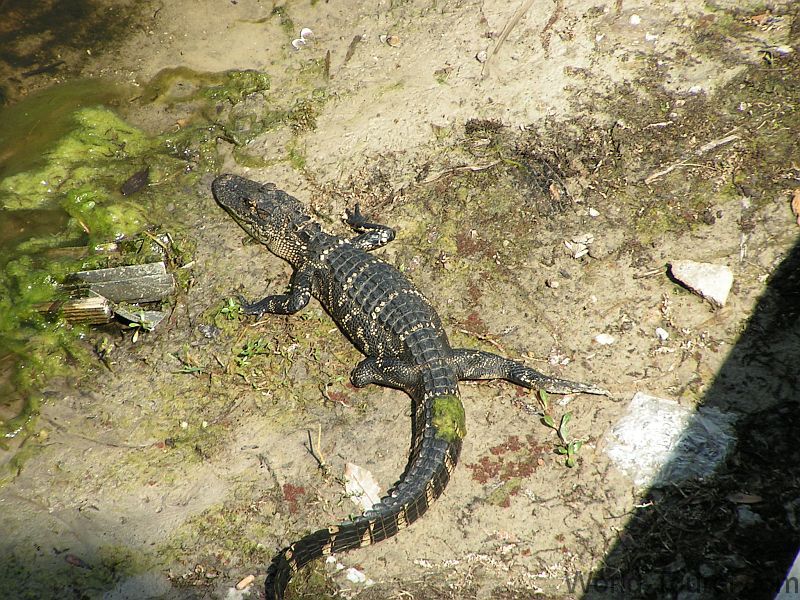 Three Legged Aligator