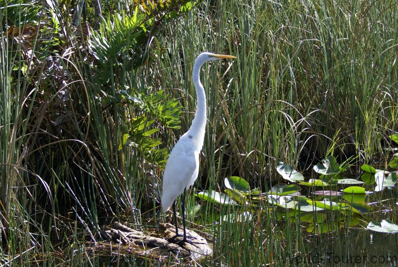 Egret