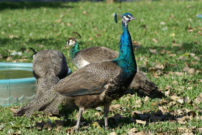 Peacocks