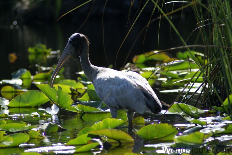 Wood Stork
