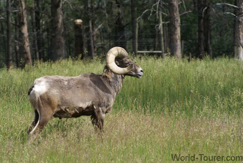 Big Horn Sheep