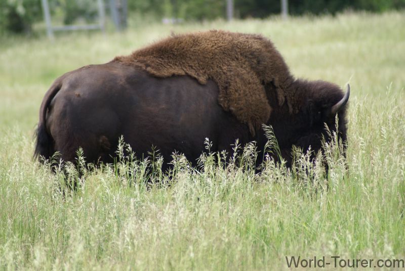 Grazing Buffalo