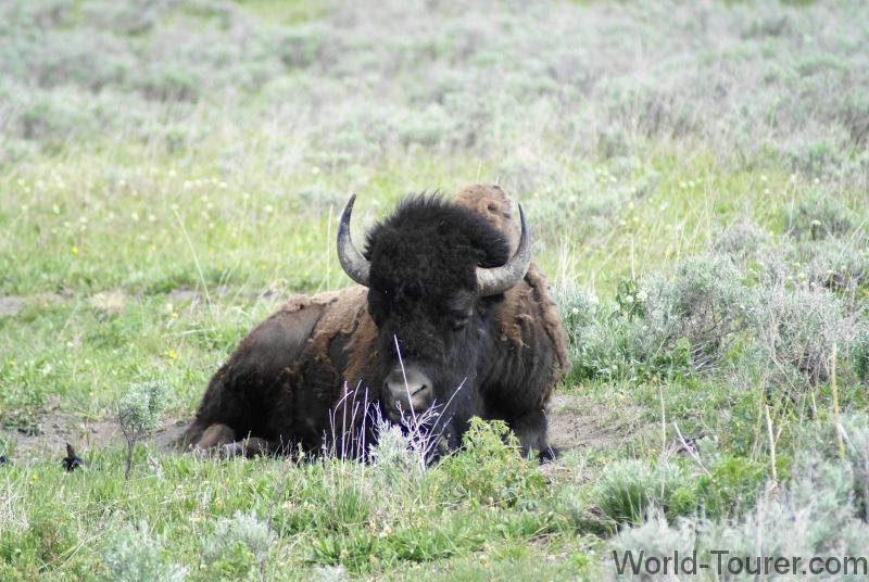 Resting Buffalo