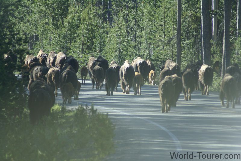 Buffalo Road Block