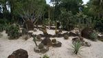 Cactus Garden