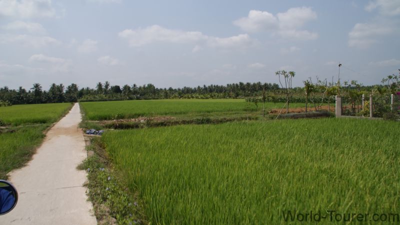Rice Fields