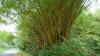 bamboo