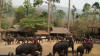 elephant camp chiang mai