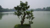 Bonsai tree on Jade Mountain Island