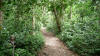 cahuita park trail