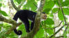 white faced monkey cahuita