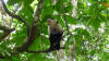 white faced monkey cahuita