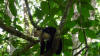 white faced monkey cahuita