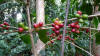 coffee cherries costa rica