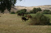 Grazing Camels