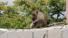 Hua Hin Monkey