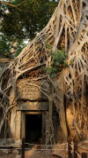 ta prohm tree roots