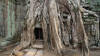 ta prohm tree roots