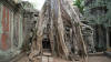 ta prohm overgrown